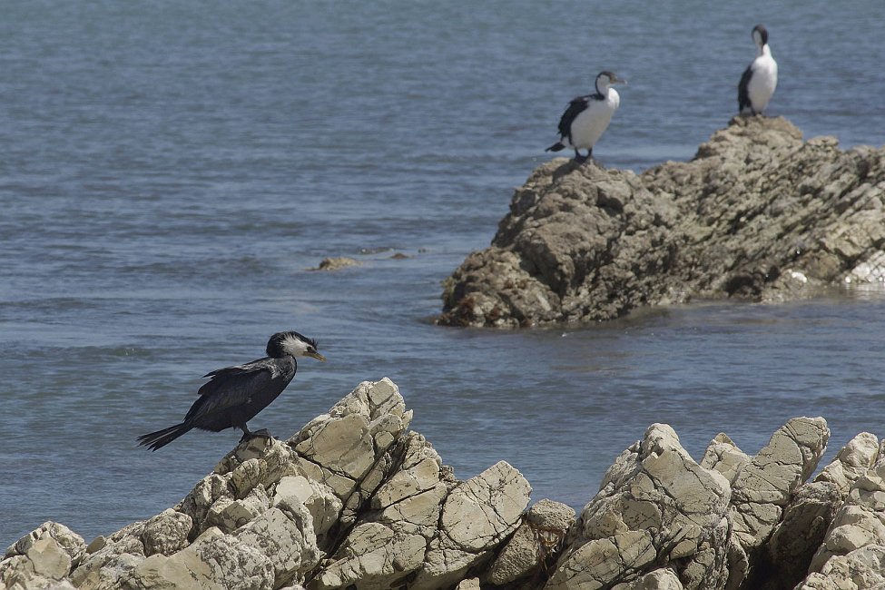 nz12-01-30_076-z.jpg - "South Bay : cormoran pie à gorge blanche; et en arrière deux  autres cormorans (de Tasmanie ou Variés)" Kaikoura District Kaikoura