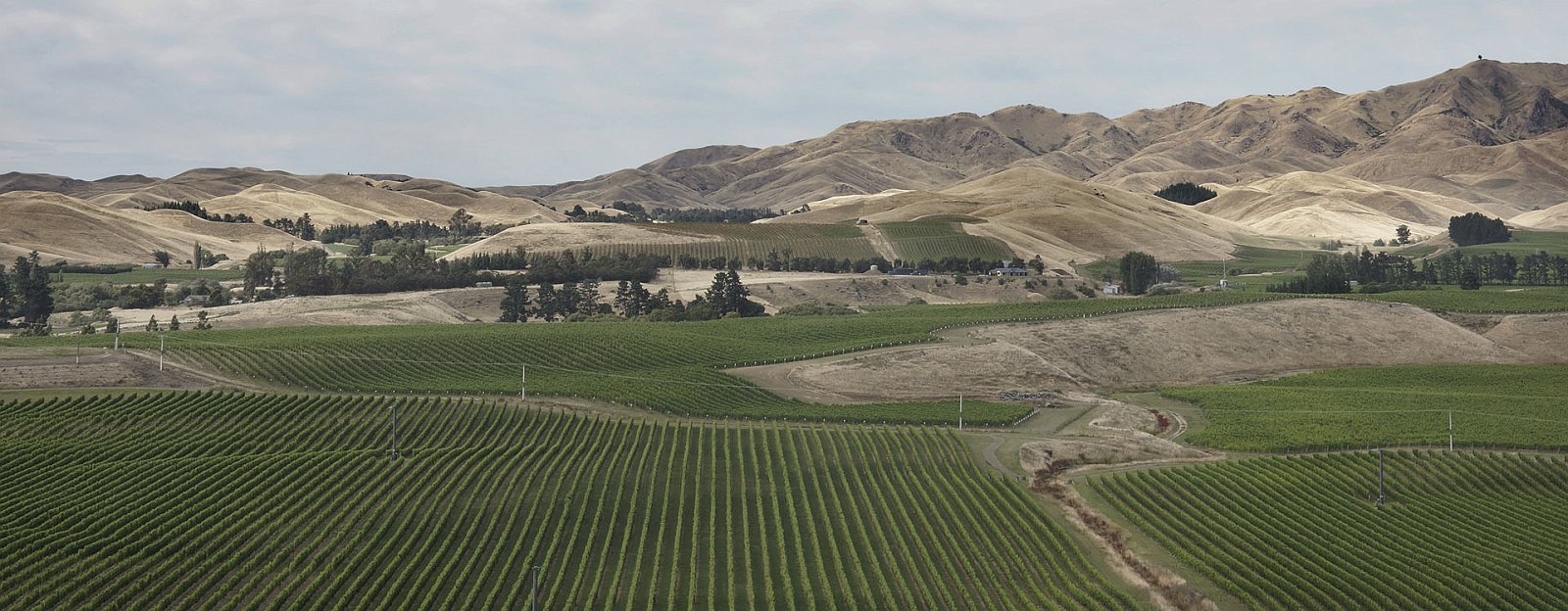 nz12-01-31_023-p.jpg - paysage de vignes Marlborough au sud de Blenheim