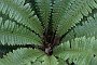 nz12-02-05_016-z