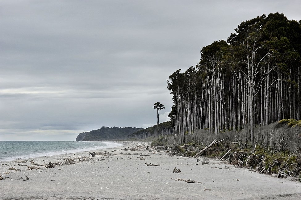 nz12-01-26_052.jpg - Maori Beach, après Bruce Bay Westland Haast Pass Highway