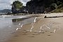 nz12-02-09_148-z
